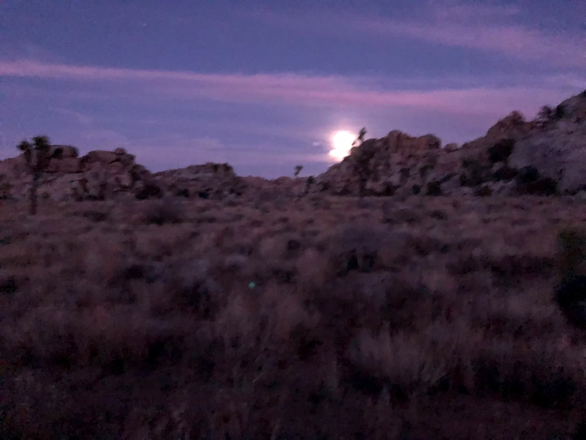 Bishop and Joshua Tree